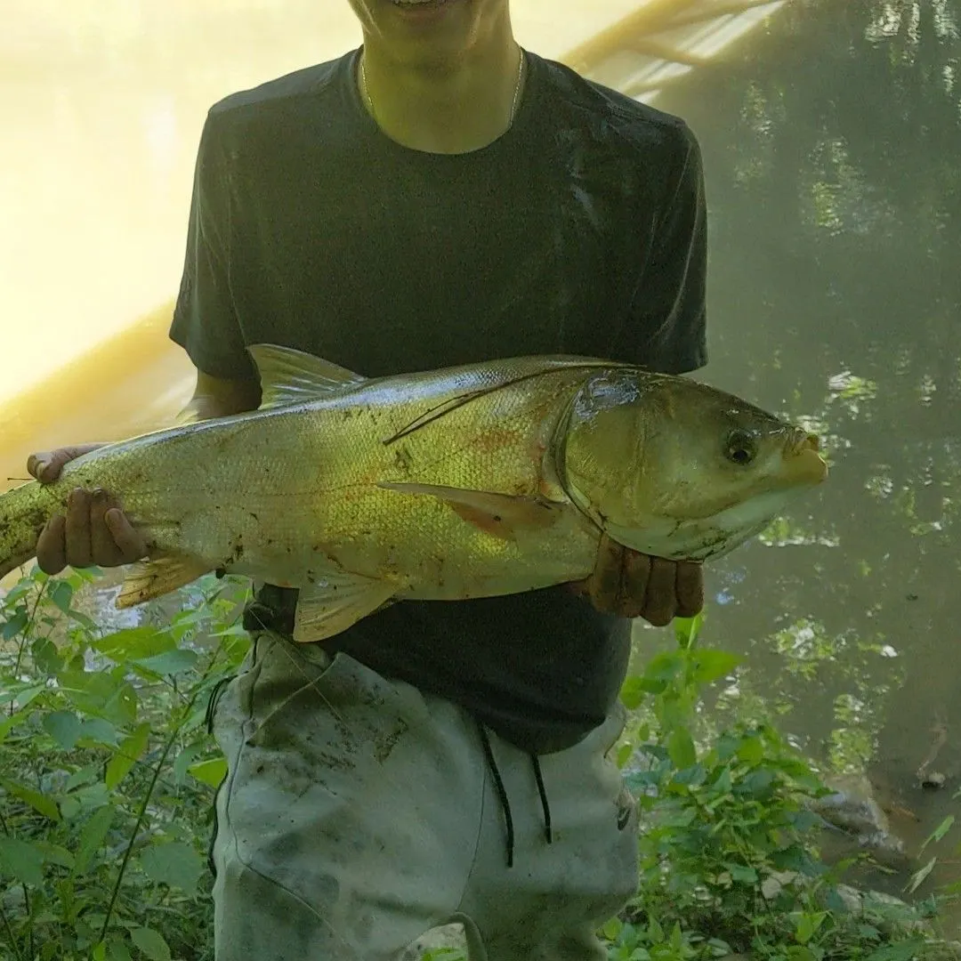 most liked catch image