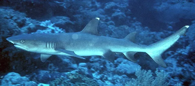 Whitetip reef shark