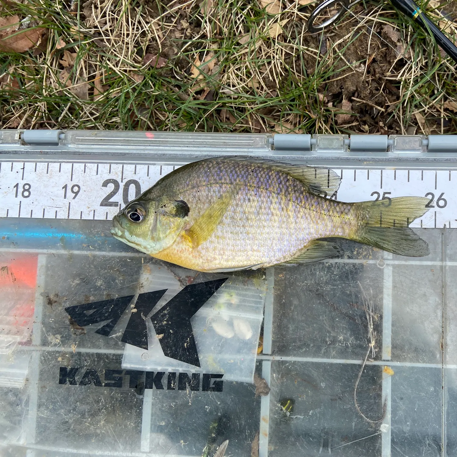 Bluegill caught on Fishbrain