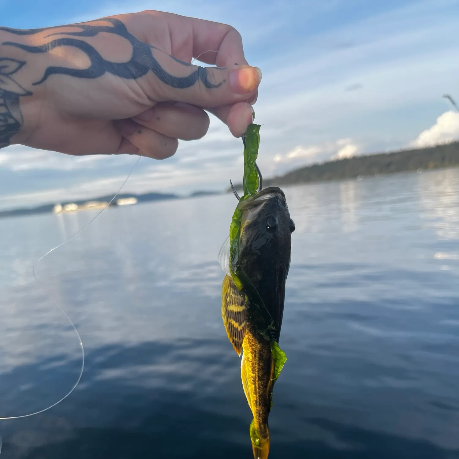 The most recent Pacific staghorn sculpin catches on Fishbrain