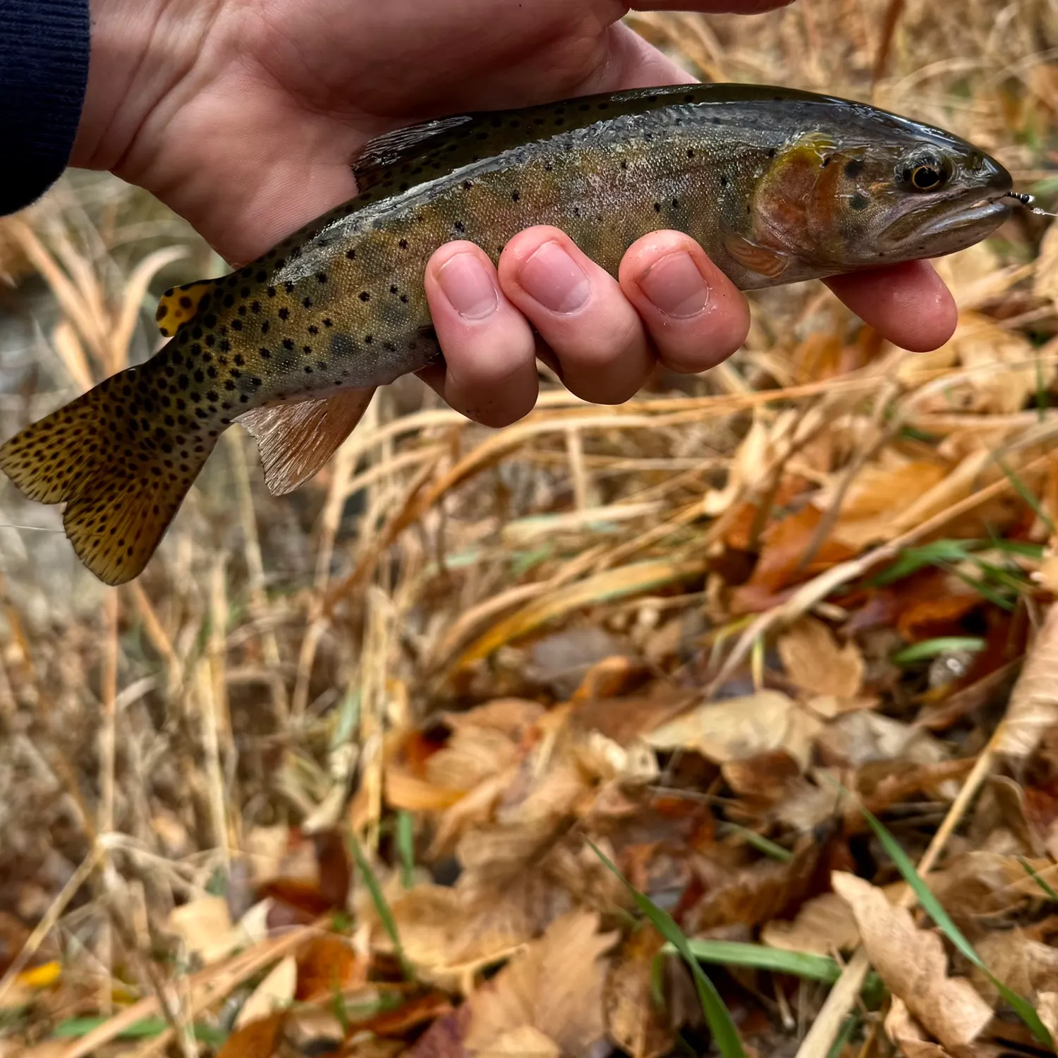 The most recent Bonneville cutthroat trout catches on Fishbrain
