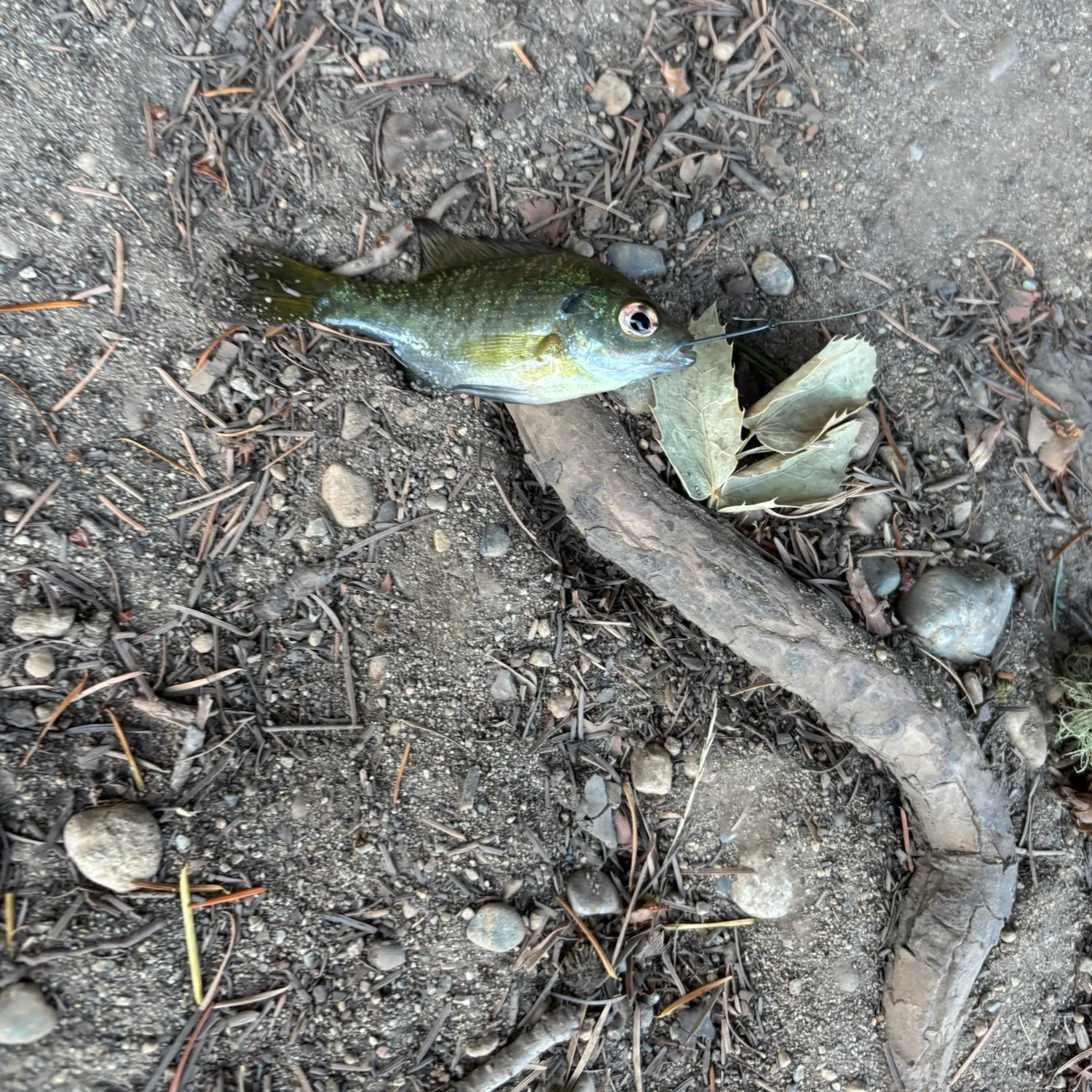 Bluegill caught on Fishbrain