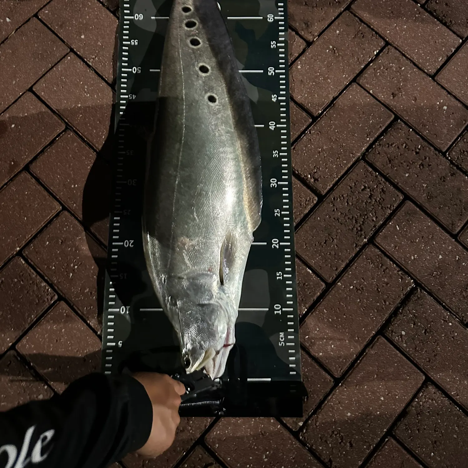 The most recent Clown knifefish catches on Fishbrain