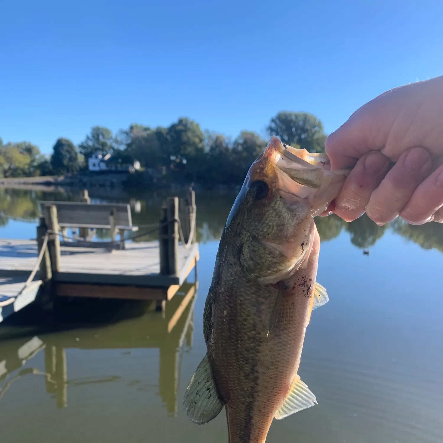 Largemouth bass caught on Fishbrain
