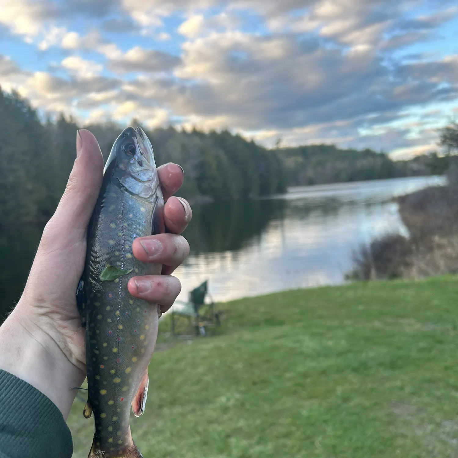 The most recent Brook trout catches on Fishbrain