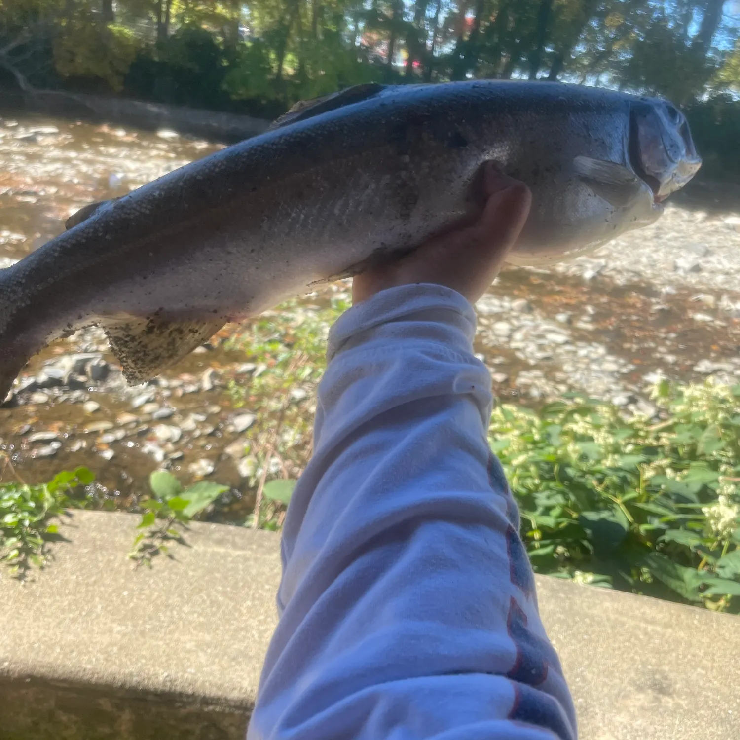 Steelhead caught on Fishbrain