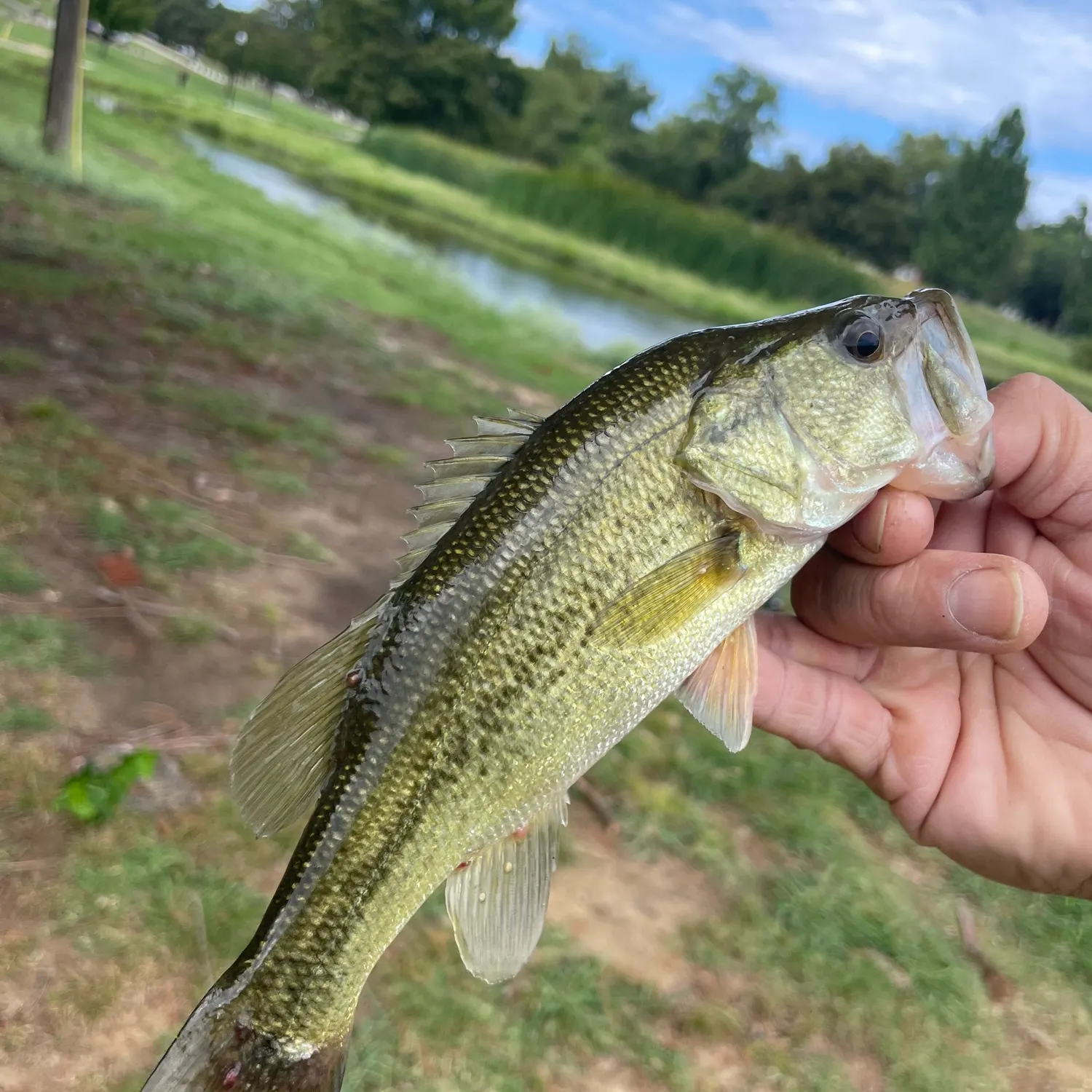 Largemouth bass caught on Fishbrain