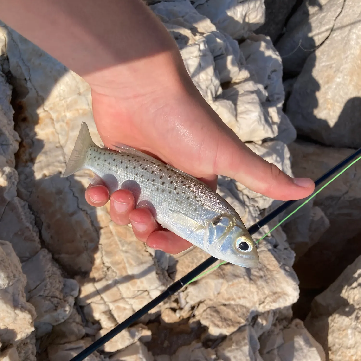The most recent Spotted seabass catches on Fishbrain