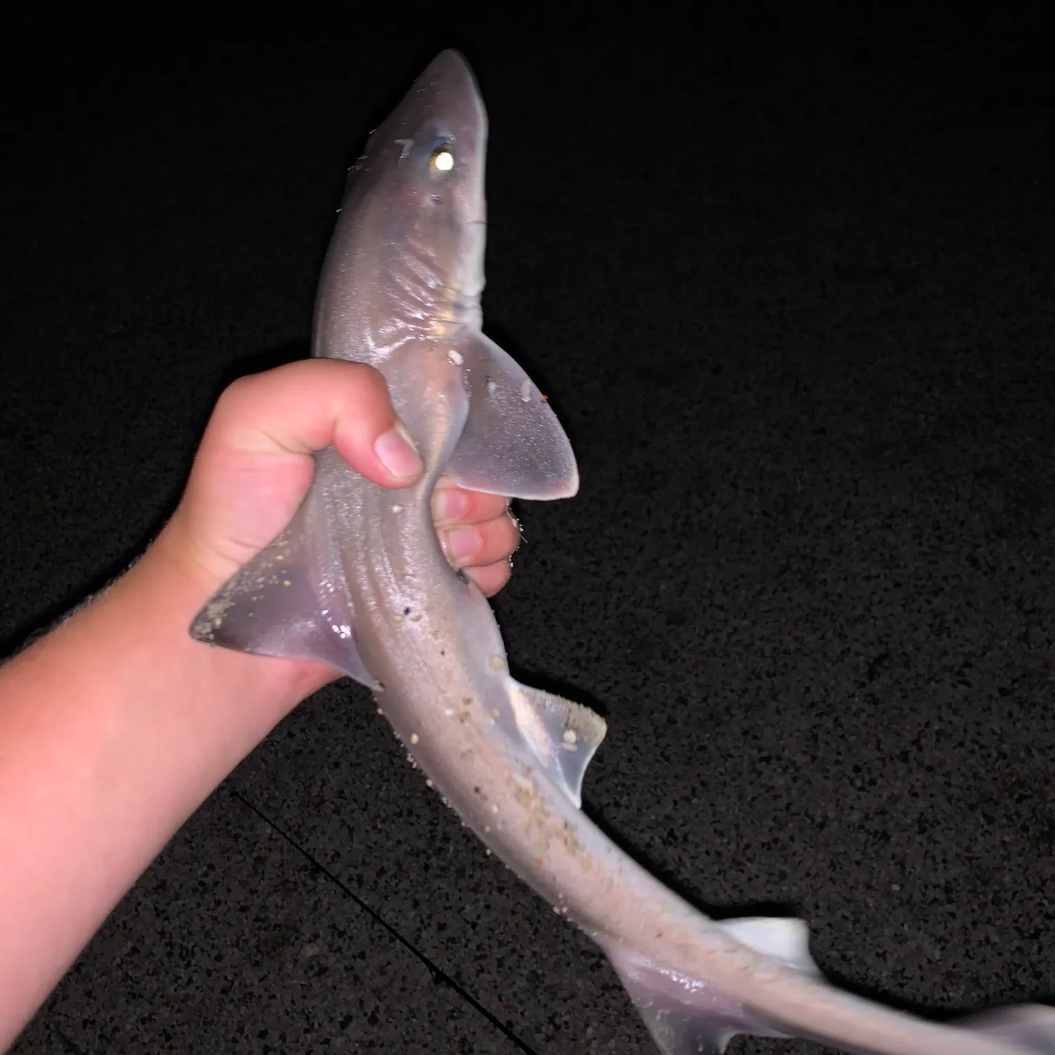 The most recent Dusky smooth-hound catches on Fishbrain