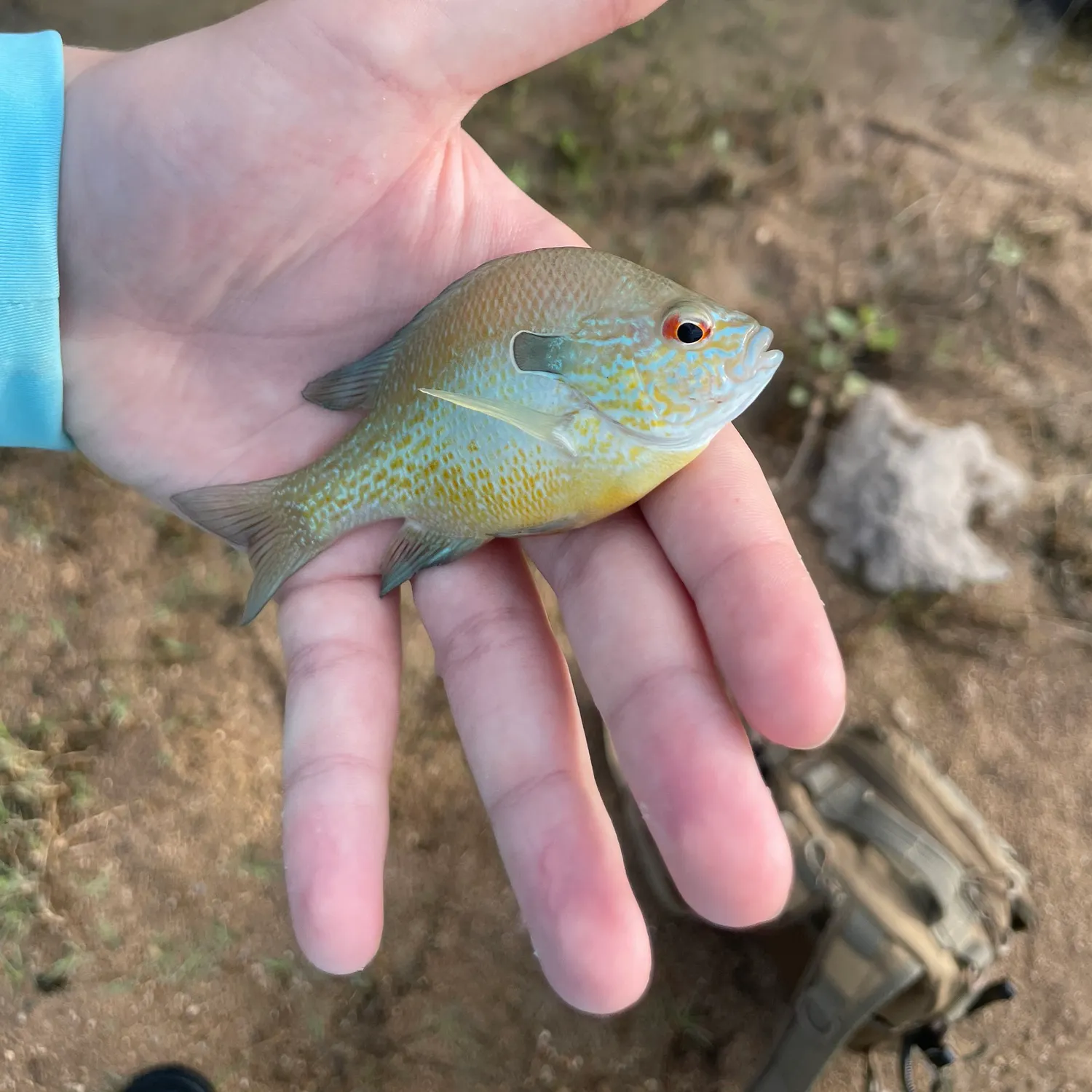 The most recent Plains longear sunfish catches on Fishbrain