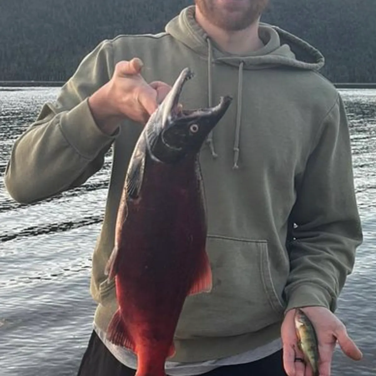 Kokanee salmon caught on Fishbrain