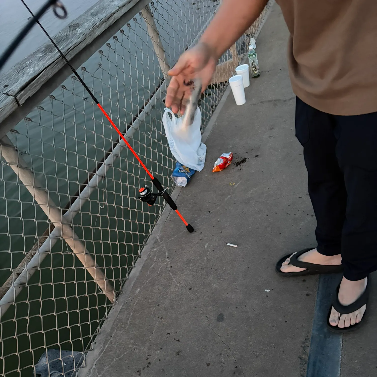 The most recent Freshwater drum catches on Fishbrain