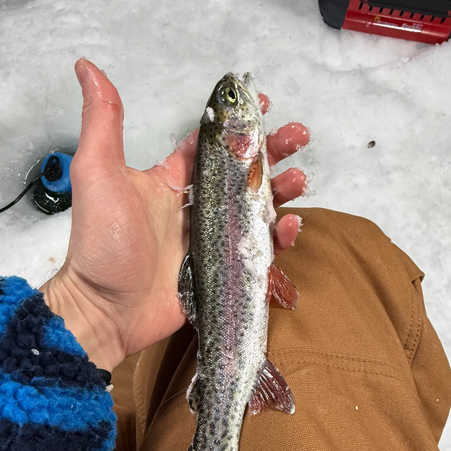 recently logged catches