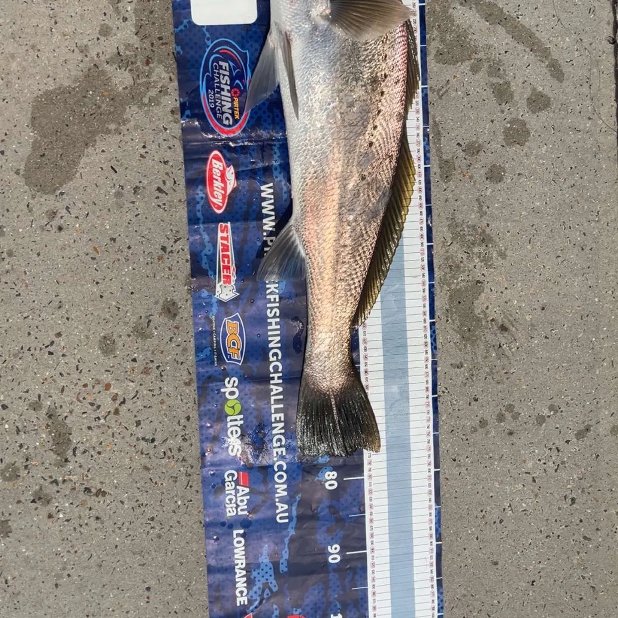 The most recent Japanese meagre catches on Fishbrain