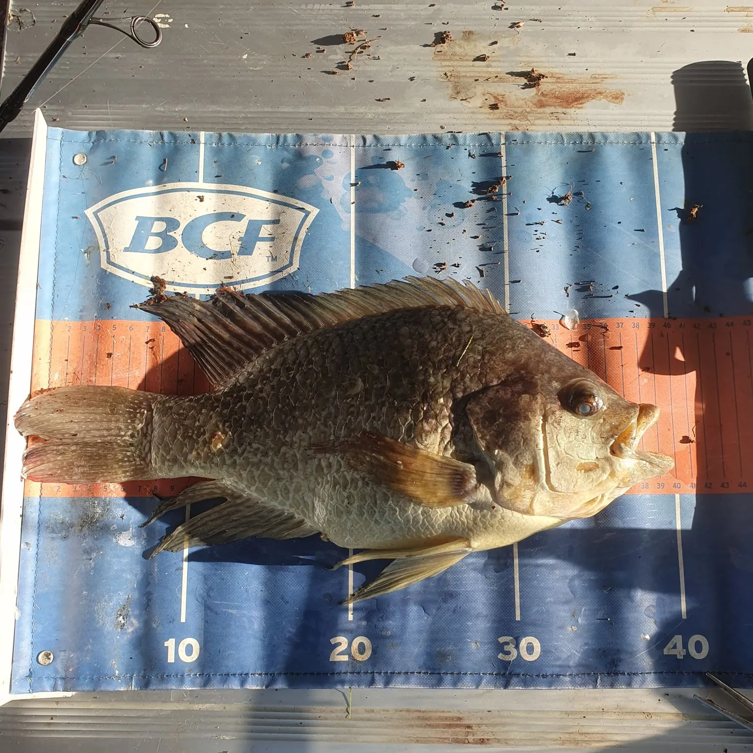 The most recent Mozambique tilapia catches on Fishbrain