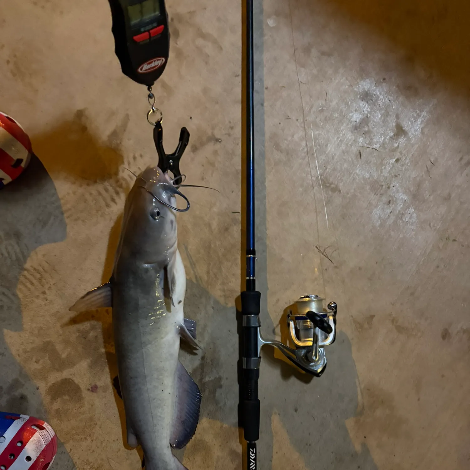 The most recent Channel catfish catches on Fishbrain