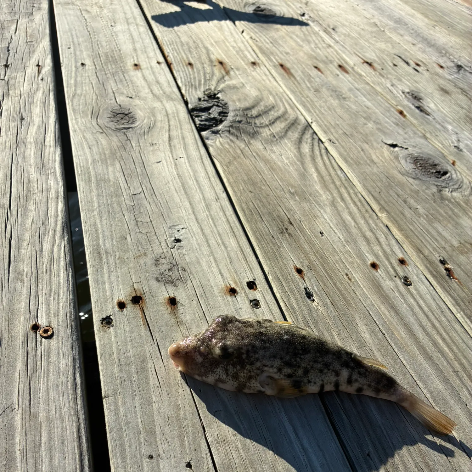 Northern puffer caught on Fishbrain