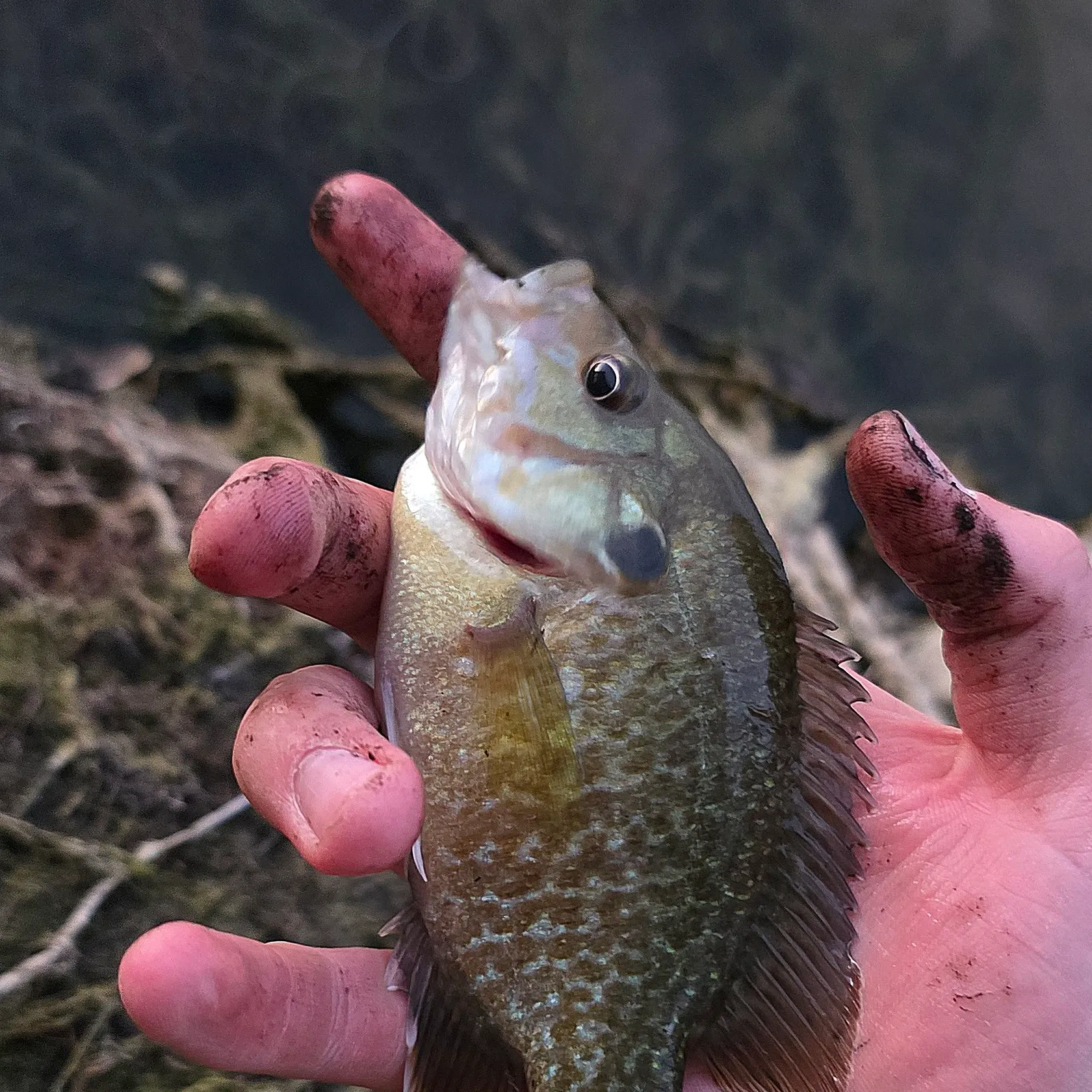 Greengill hybrid caught on Fishbrain