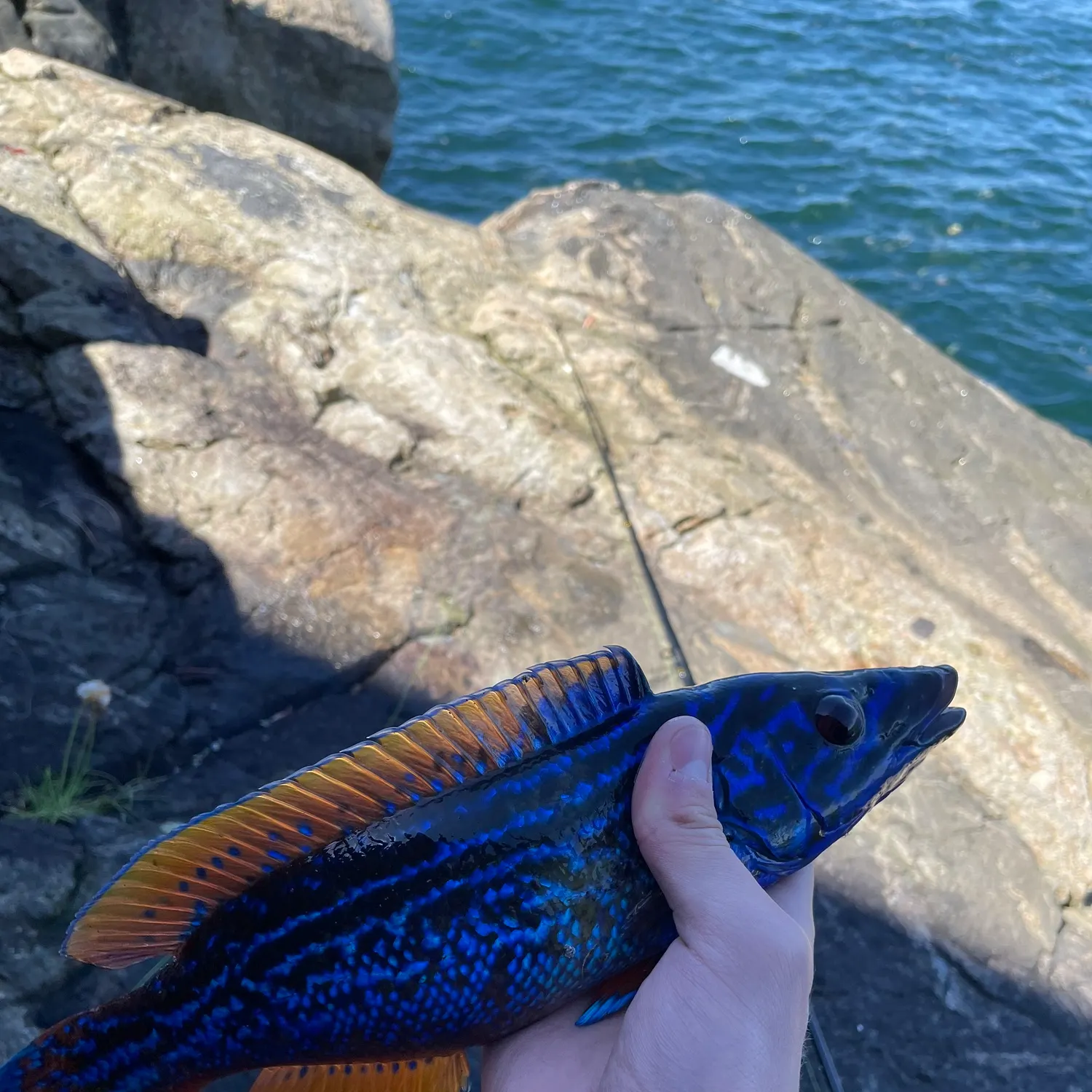 The most recent Cuckoo wrasse catches on Fishbrain