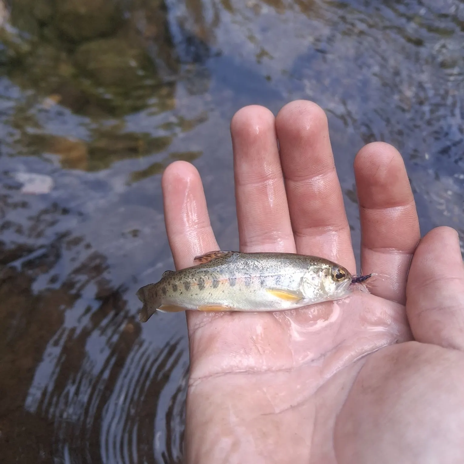 Rainbow trout caught on Fishbrain