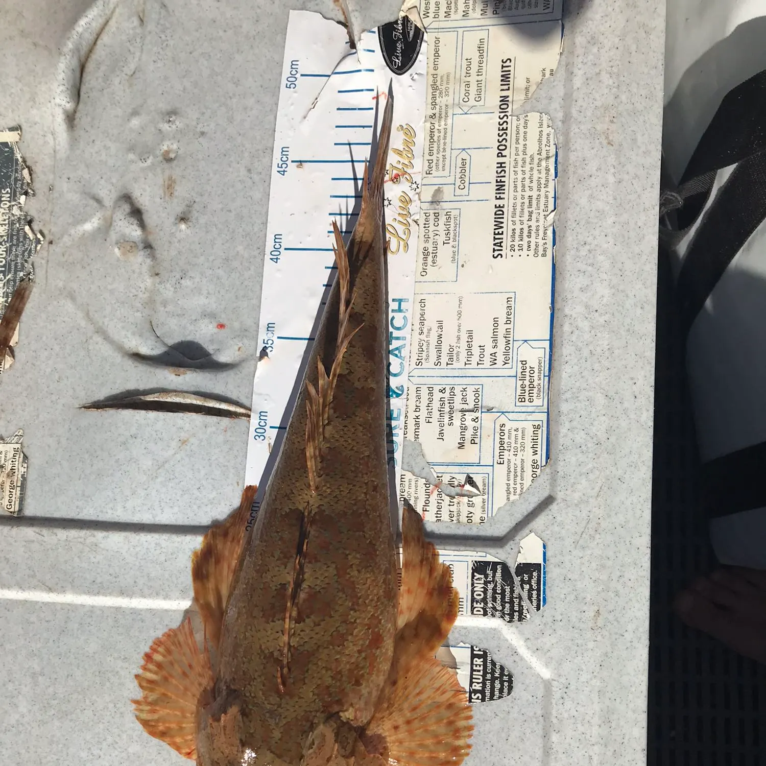 recently logged catches