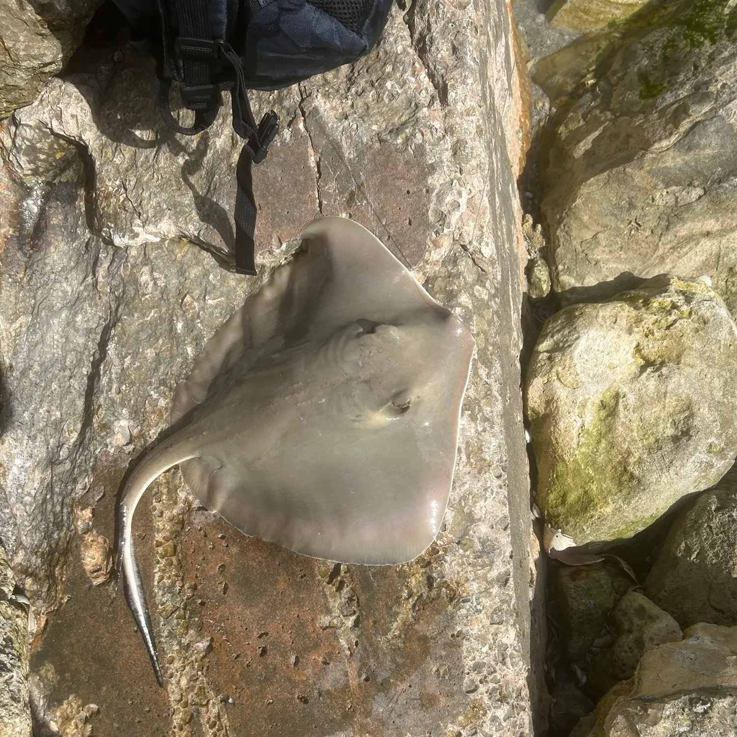 Southern stingray caught on Fishbrain