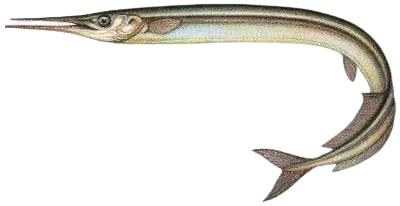 European garfish