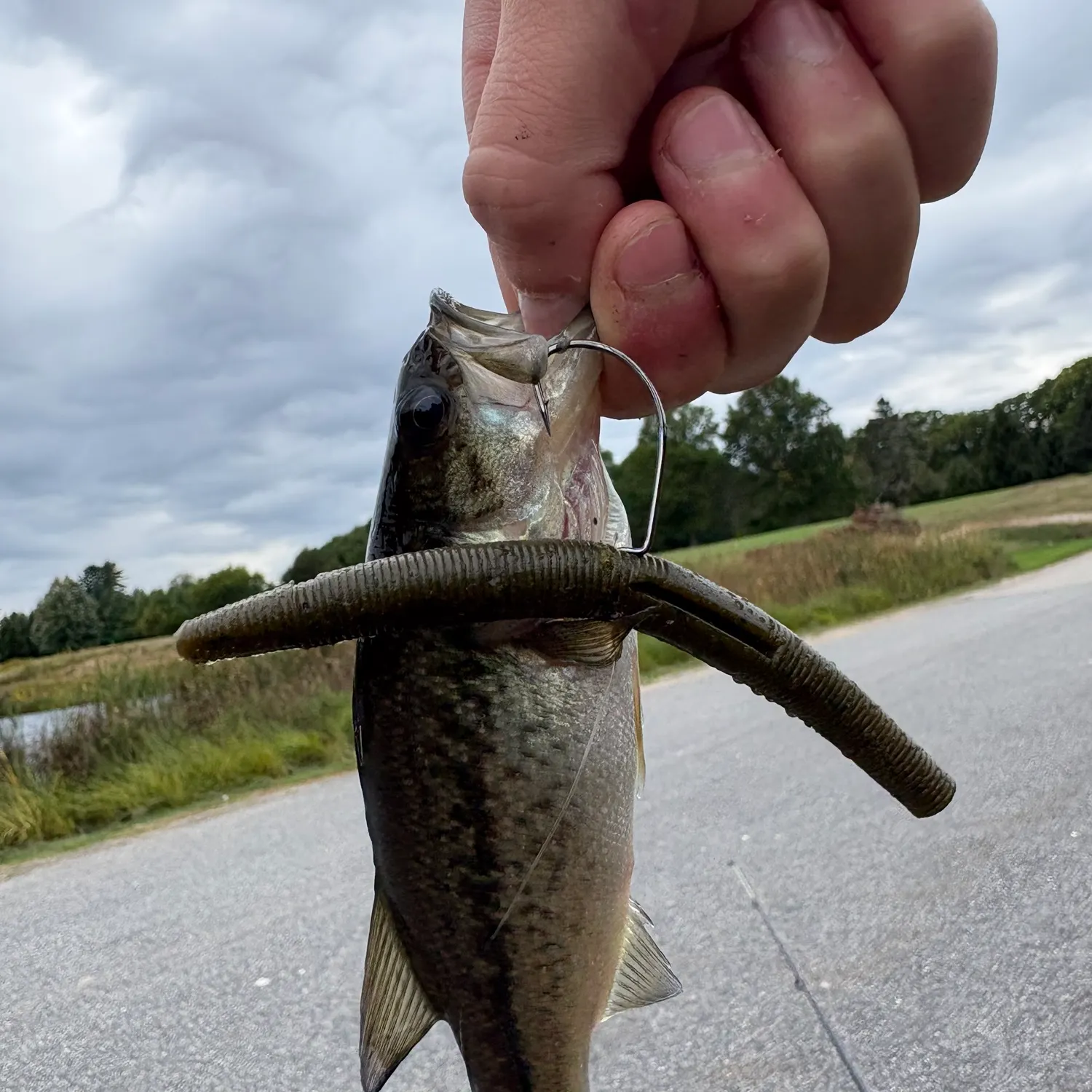 Largemouth bass caught on Fishbrain