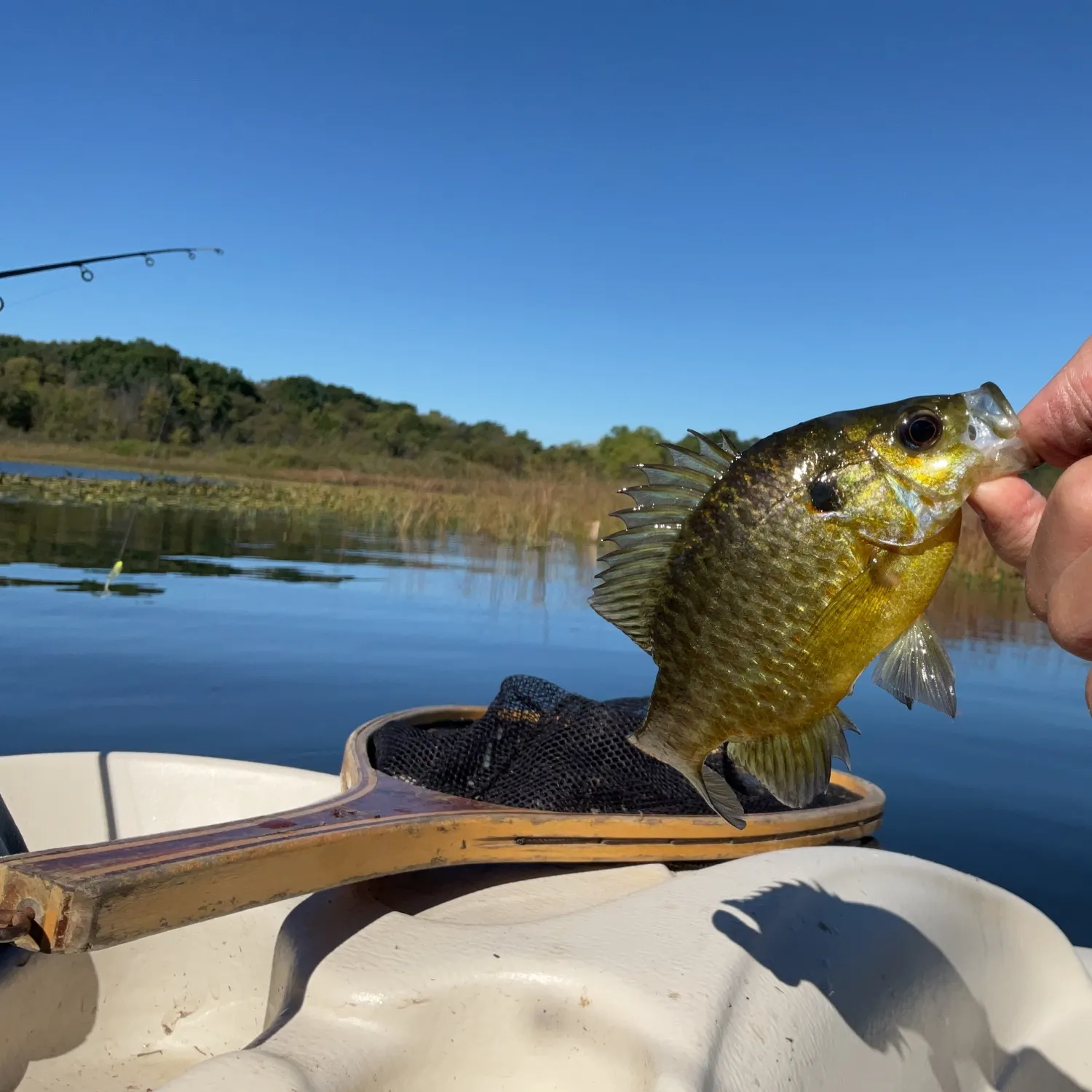Warmouth caught on Fishbrain