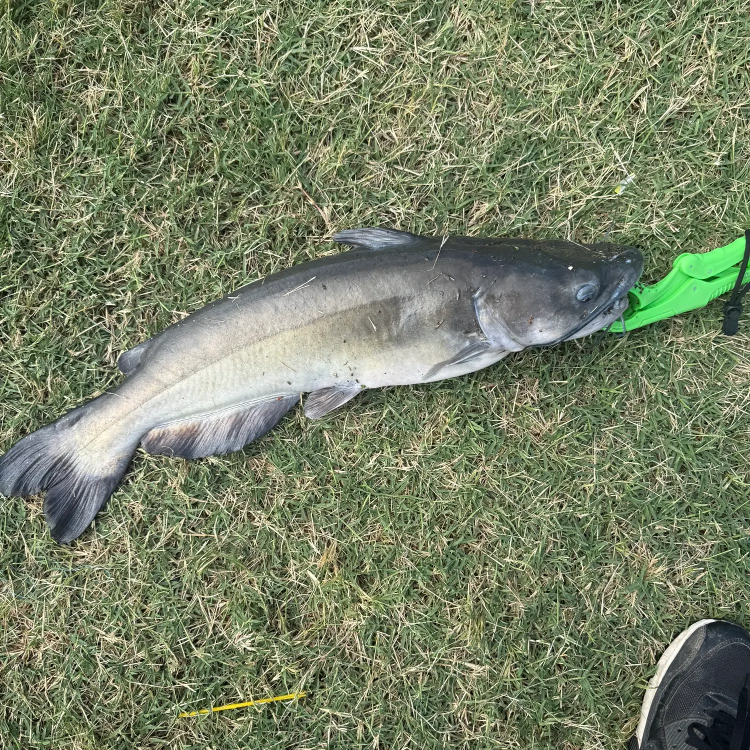 Channel catfish caught on Fishbrain