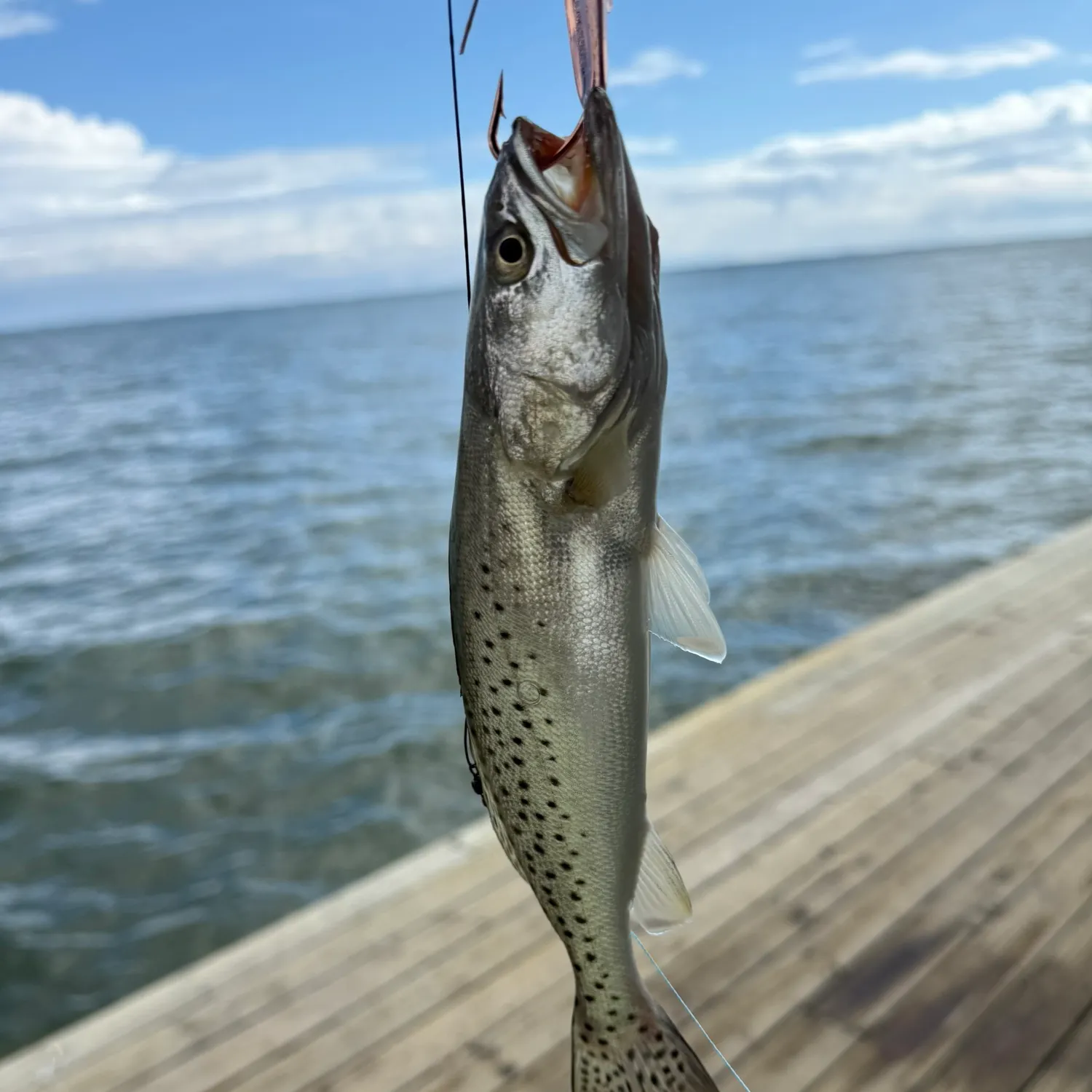 Spotted seatrout caught on Fishbrain