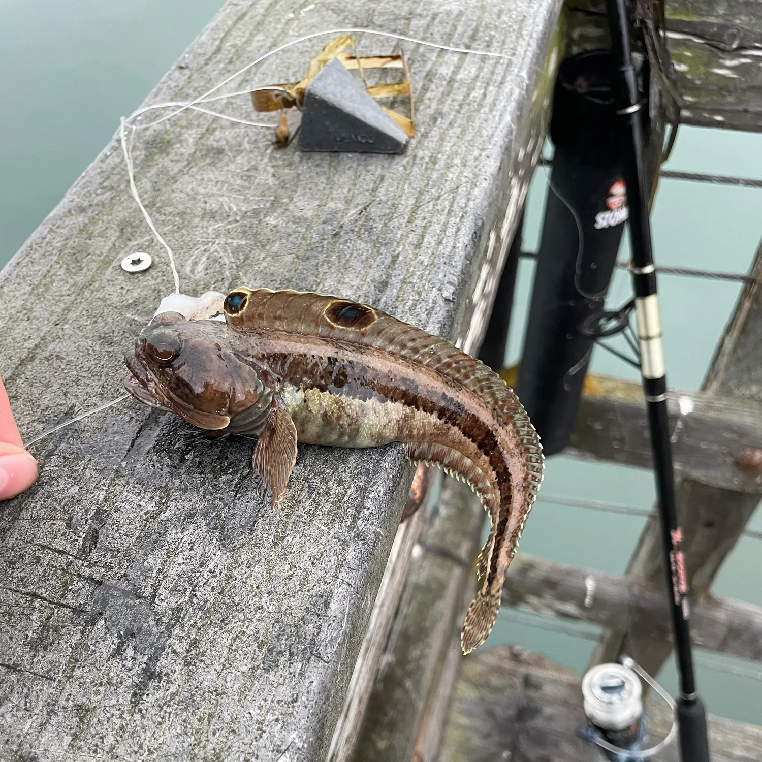 The most recent Onespot fringehead catches on Fishbrain