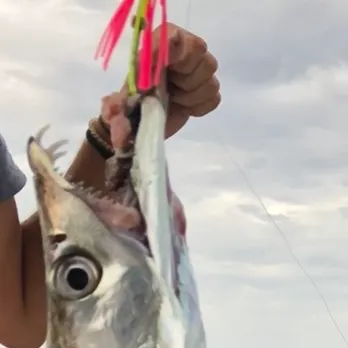The most recent Slender ribbonfish catches on Fishbrain