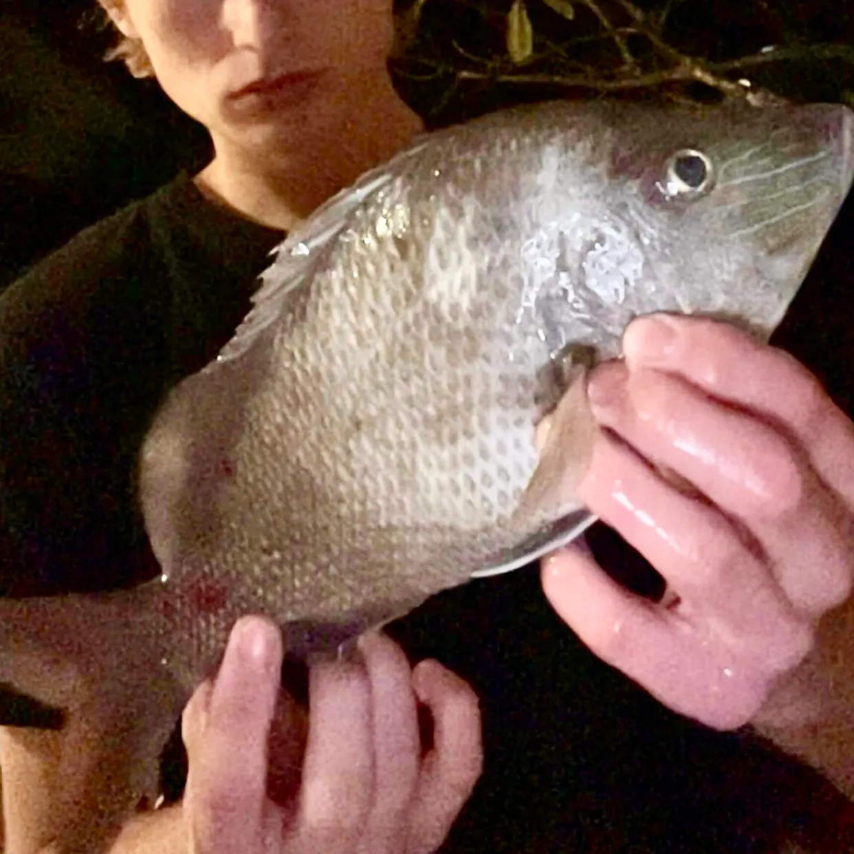 The most recent Grey grunt catches on Fishbrain