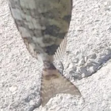 The most recent Salema porgy catches on Fishbrain