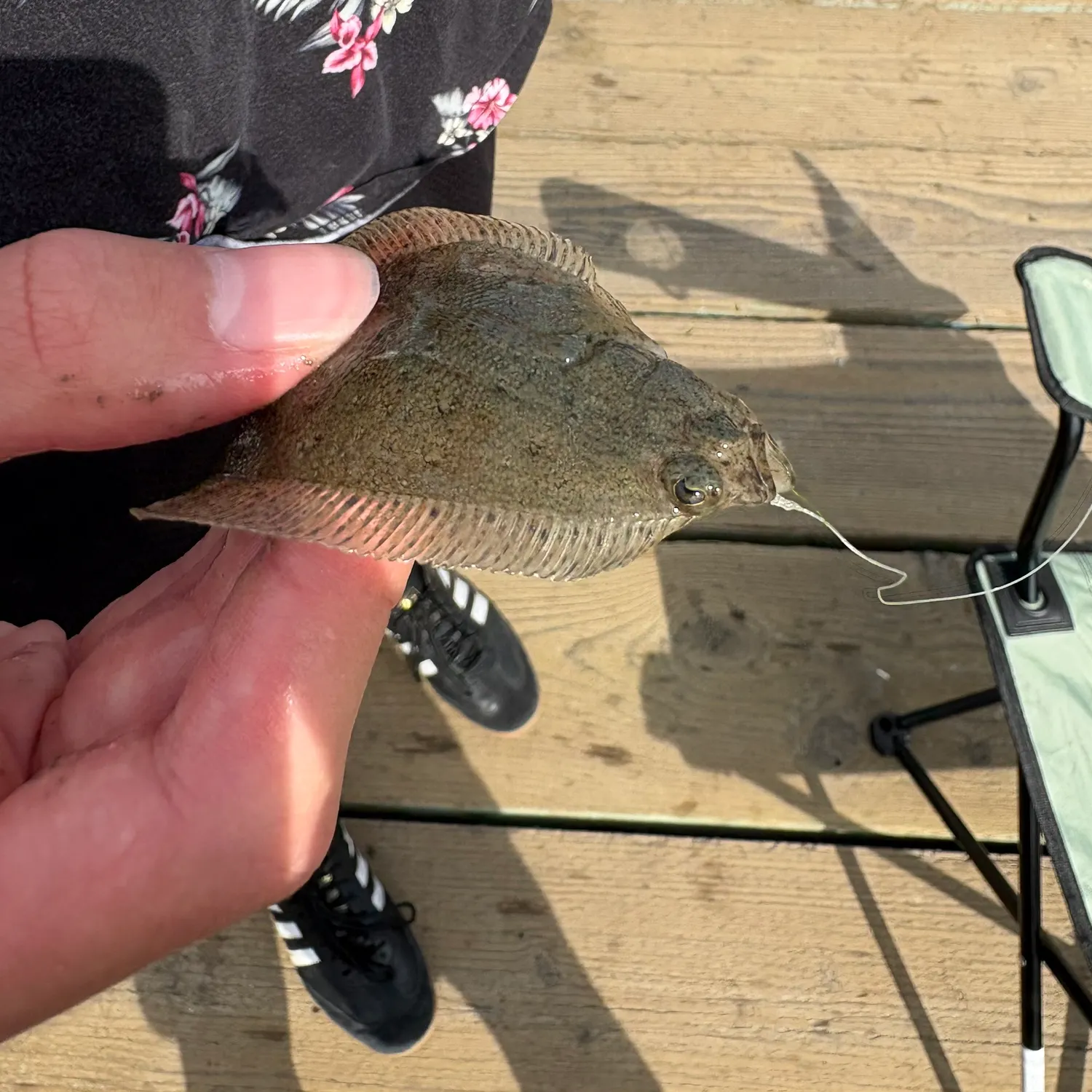English sole caught on Fishbrain