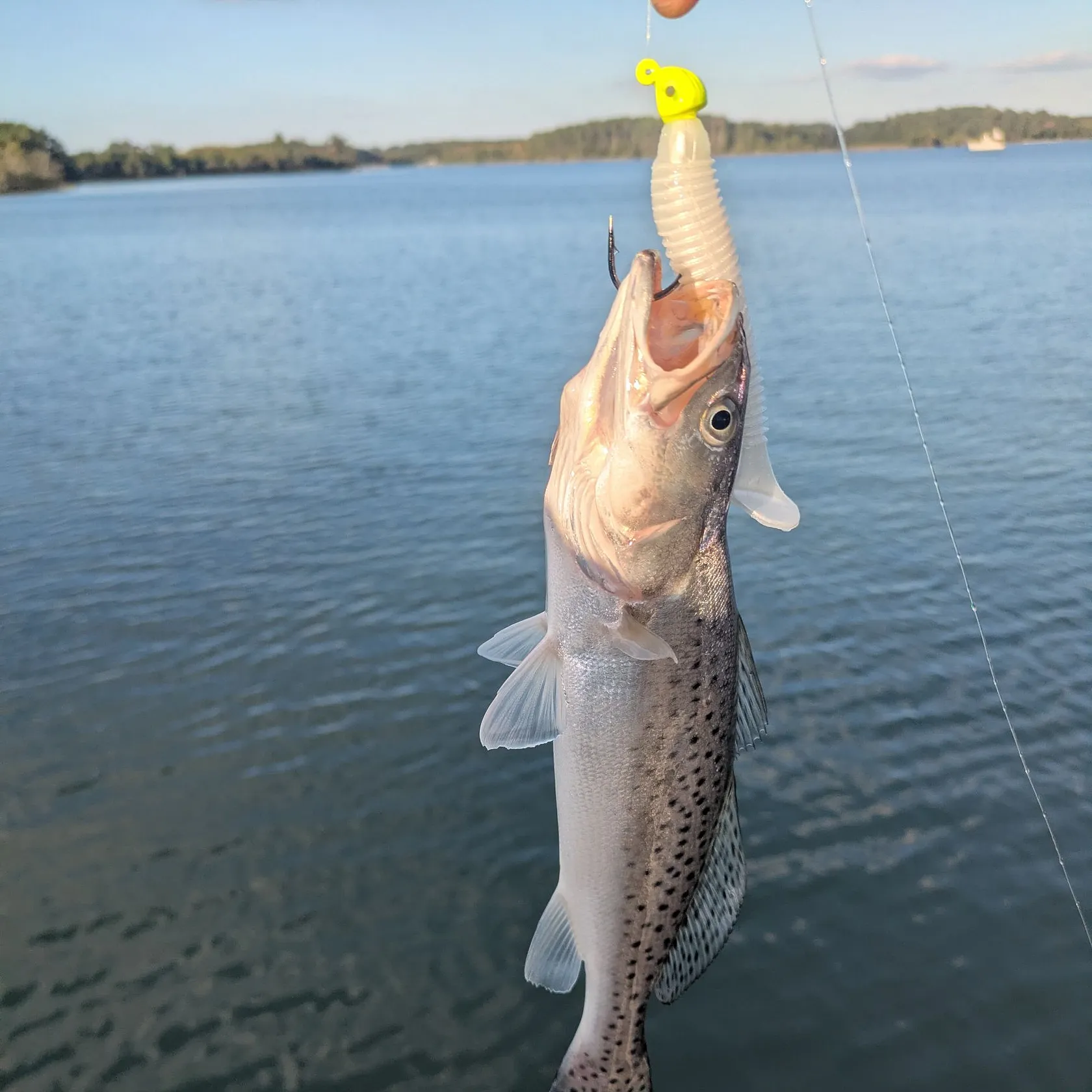 Spotted seatrout caught on Fishbrain