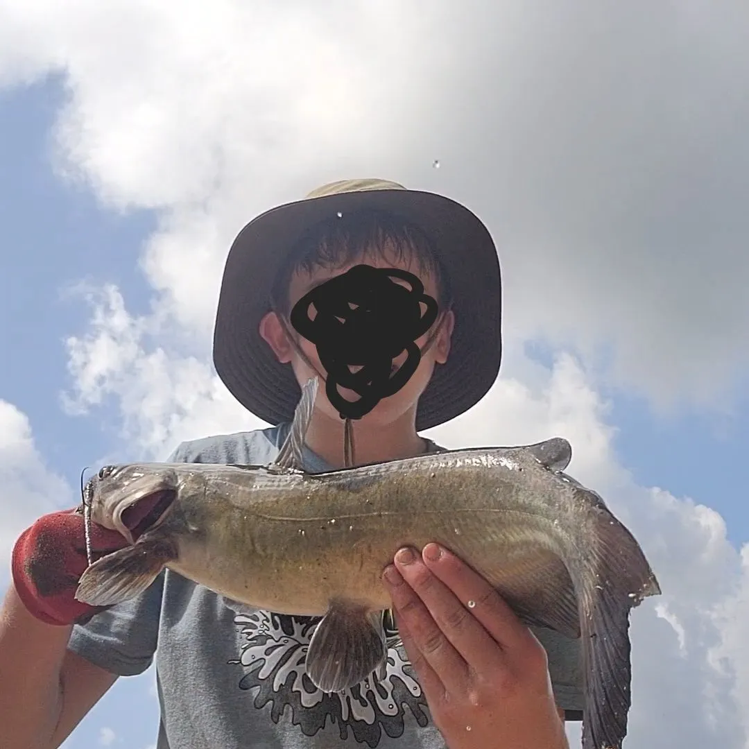 Channel catfish caught on Fishbrain