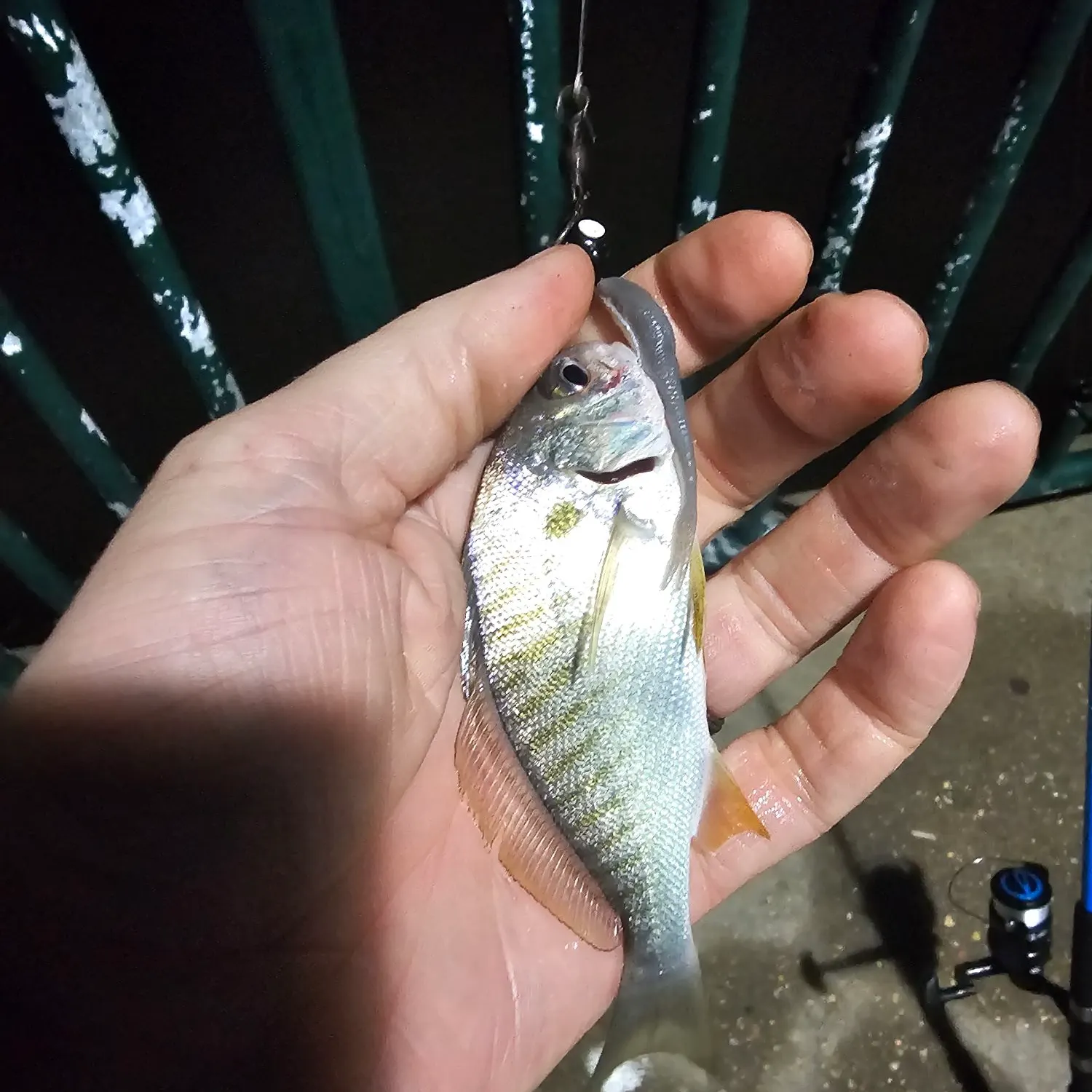 Spot croaker caught on Fishbrain