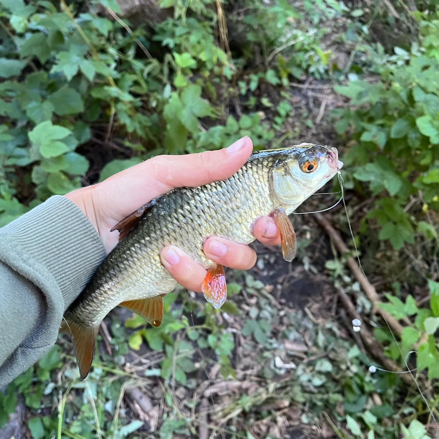 European chub caught on Fishbrain