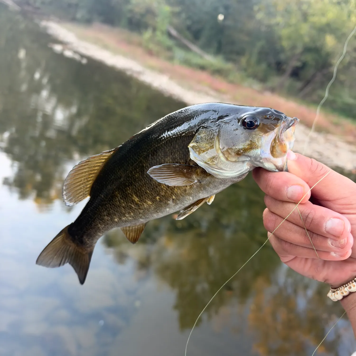 Smallmouth bass caught on Fishbrain