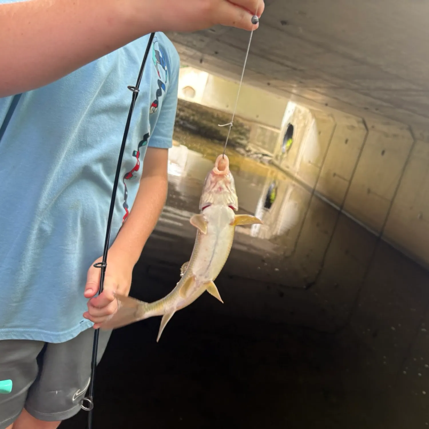 The most recent Shovelnose sturgeon catches on Fishbrain
