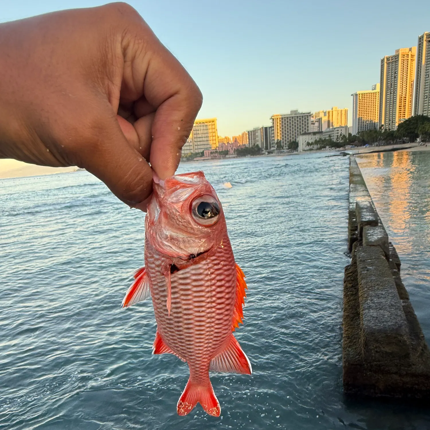 Common squirrelfish caught on Fishbrain