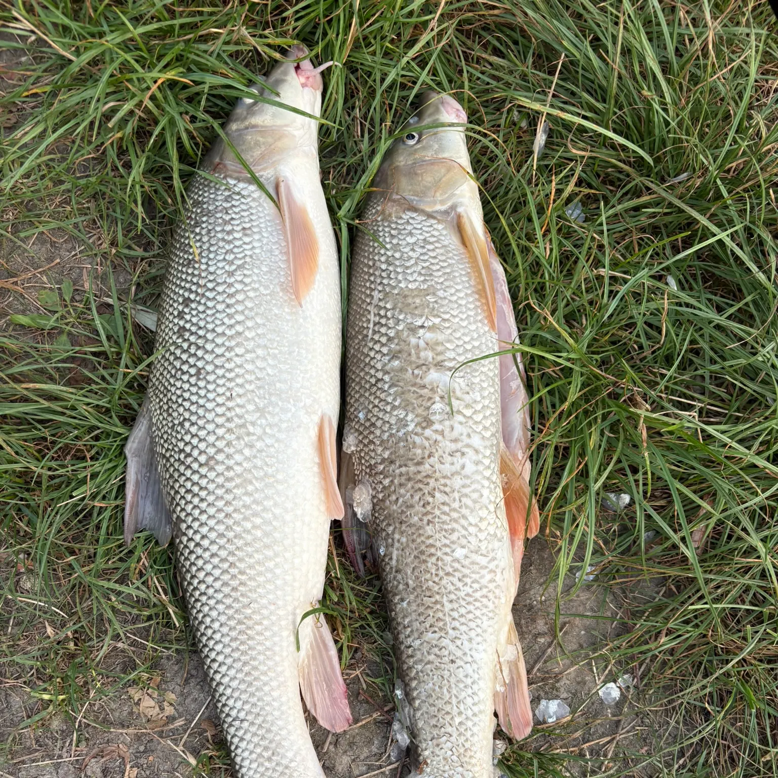 The most recent Common barbel catches on Fishbrain