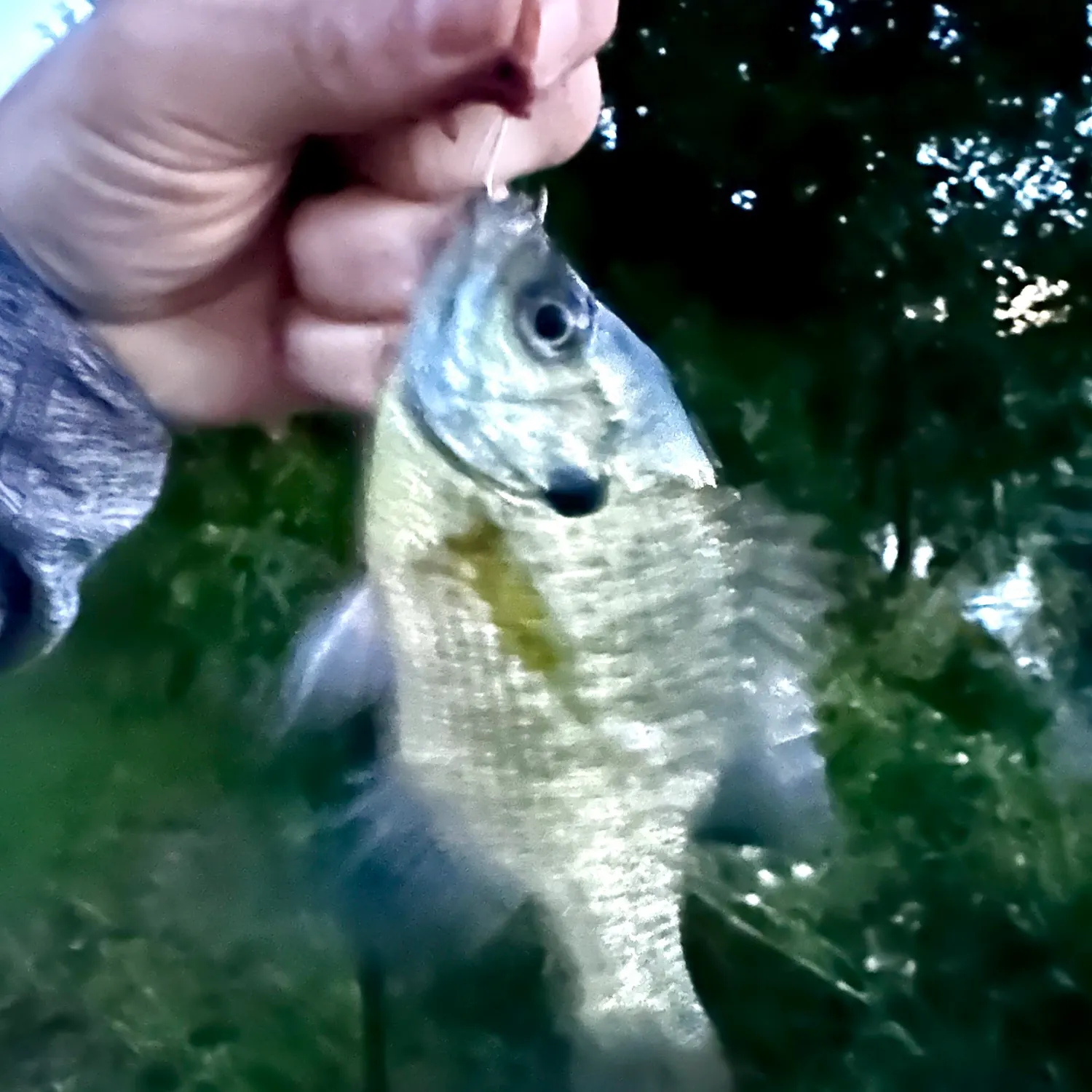 Bluegill caught on Fishbrain