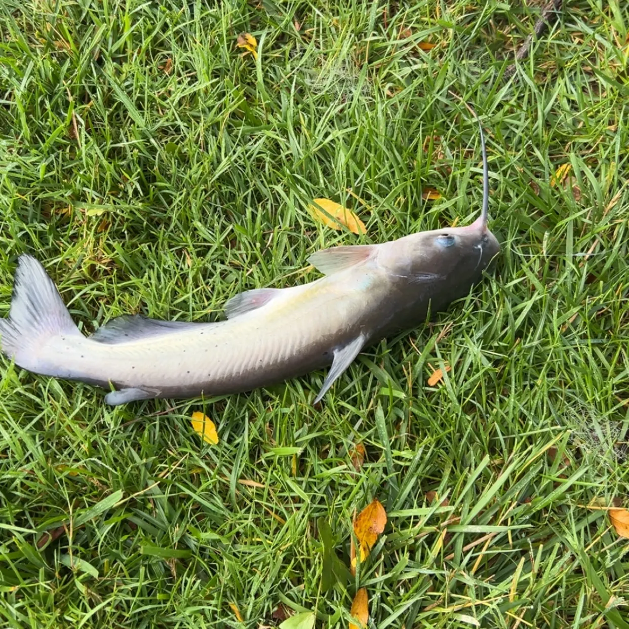 Channel catfish caught on Fishbrain