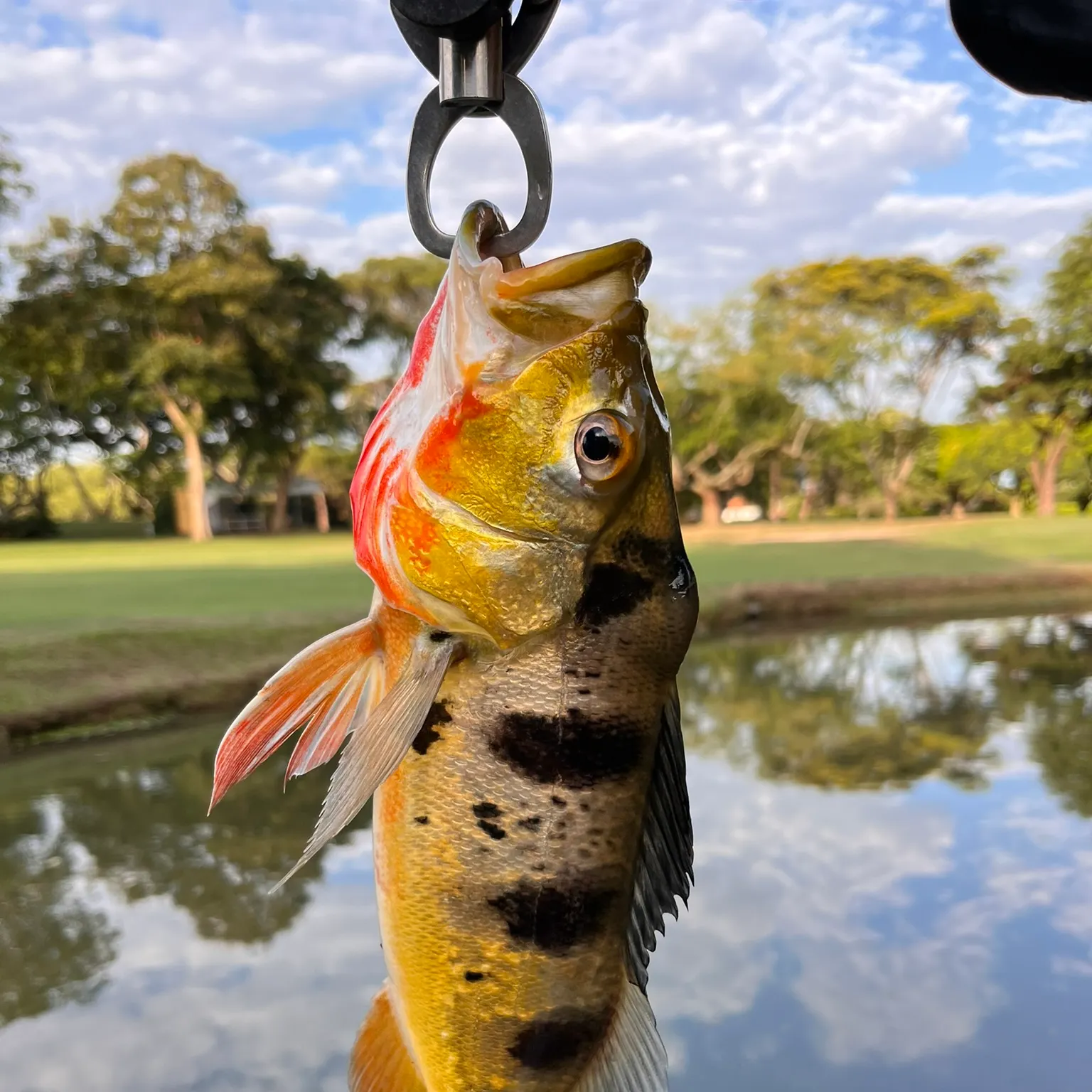 The most recent Speckled peacock bass catches on Fishbrain