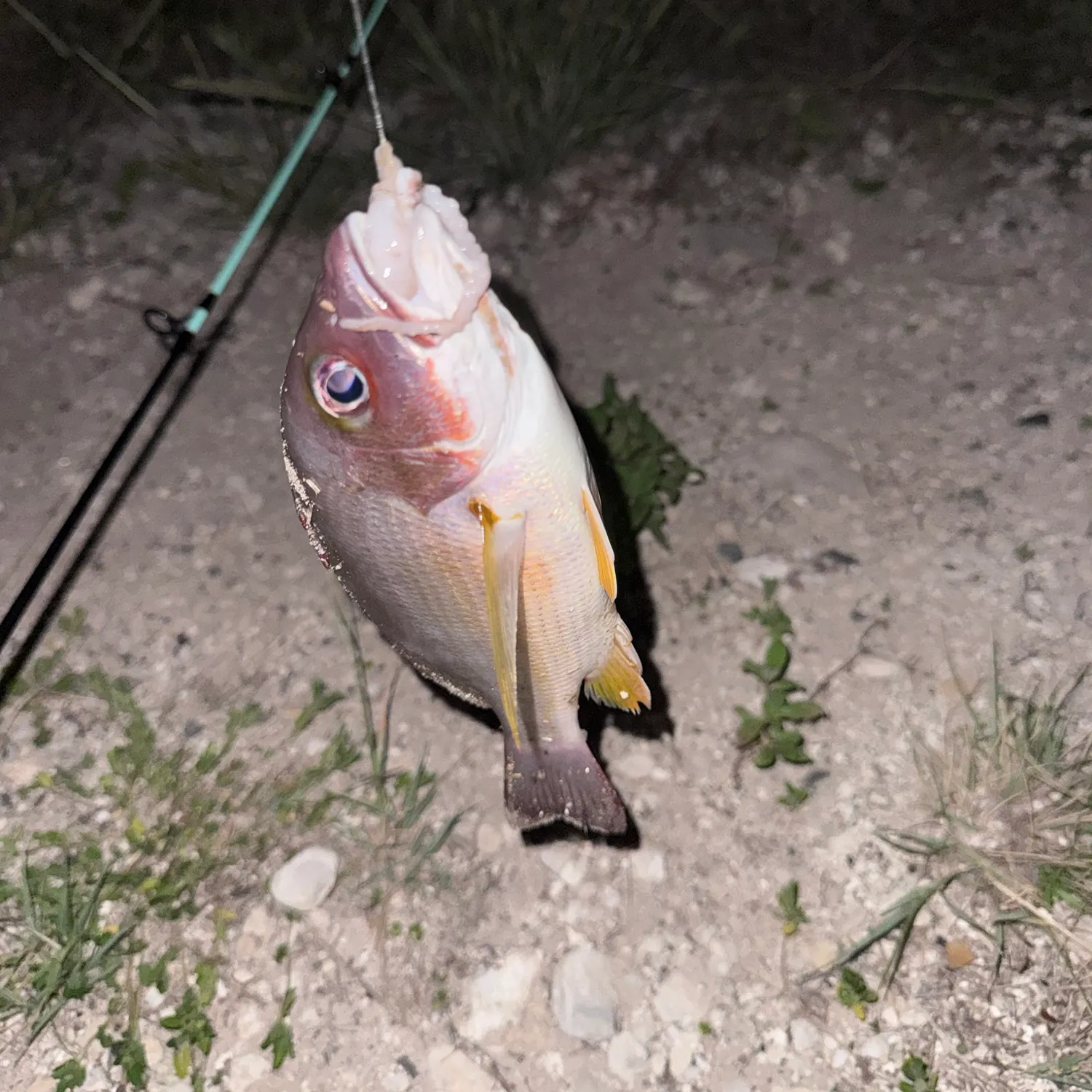 Blacktail snapper caught on Fishbrain