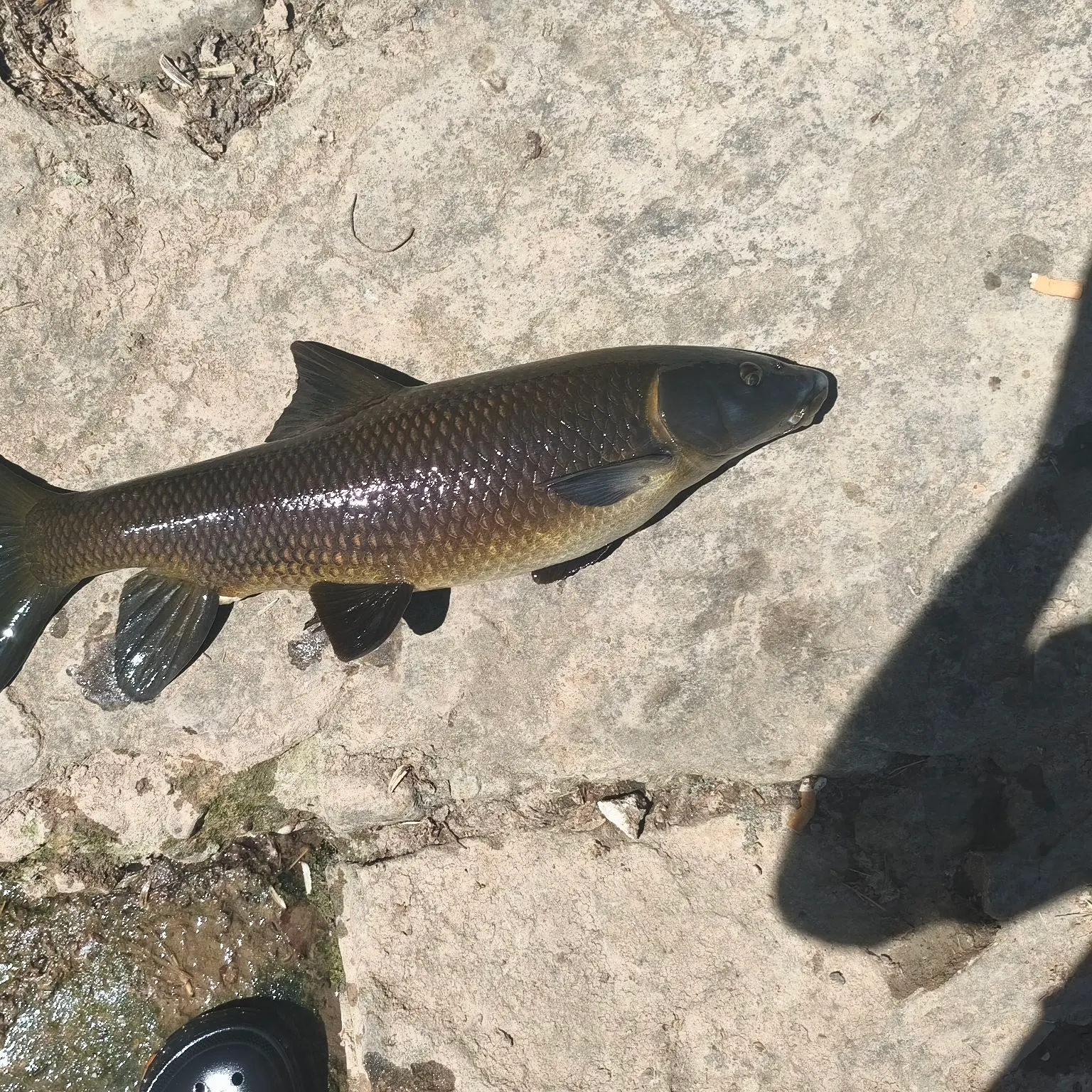 The most recent Andalusian barbel catches on Fishbrain