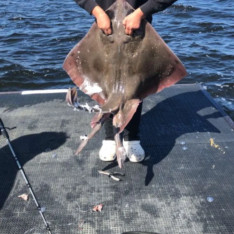 The most recent Blue skate catches on Fishbrain